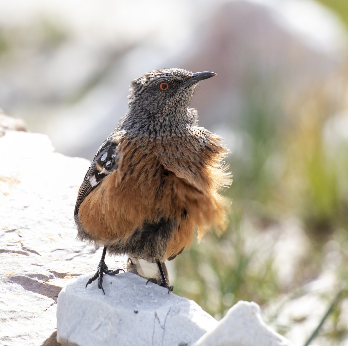 Cape Rockjumper - ML658558526