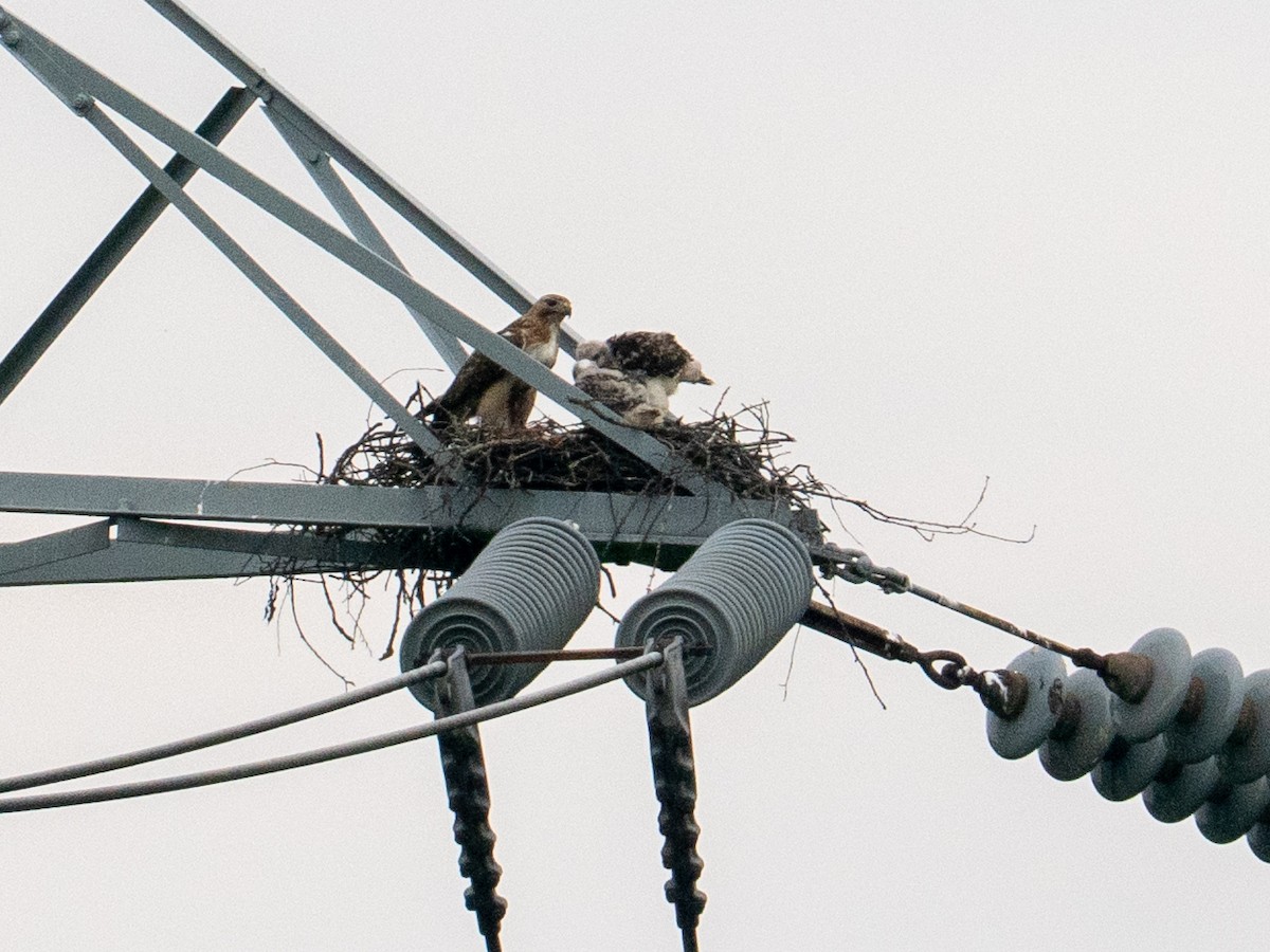 Red-tailed Hawk - ML658559384