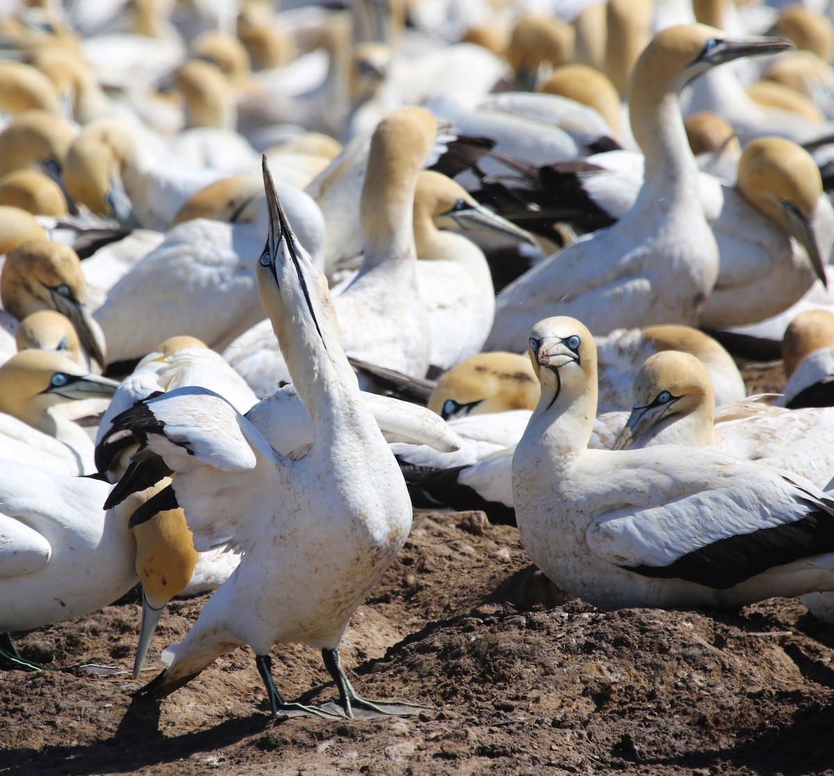 Cape Gannet - ML658559762