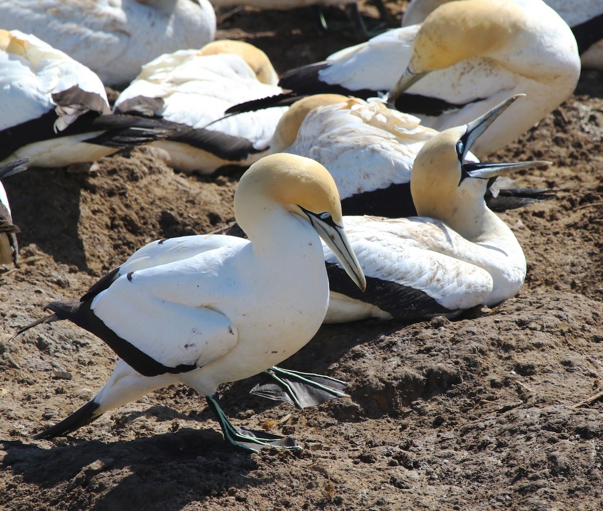 Cape Gannet - ML658559771