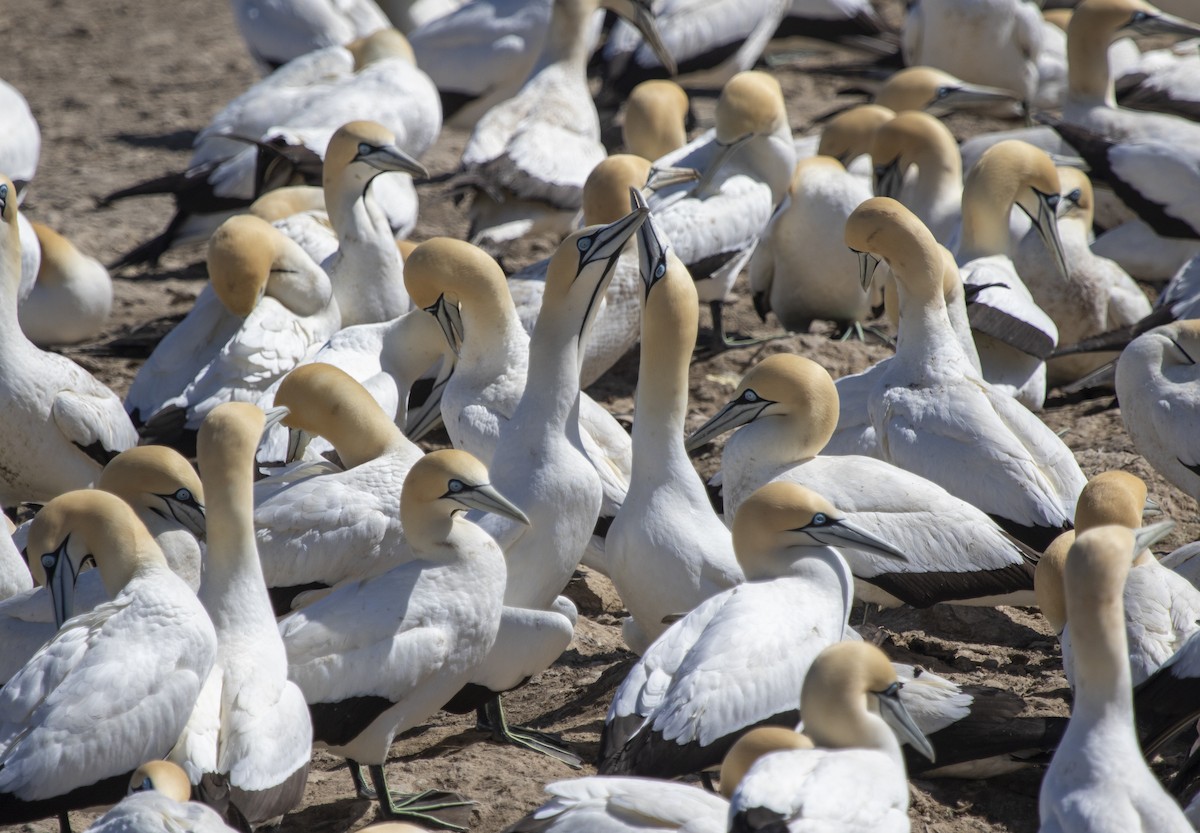 Cape Gannet - ML658559780