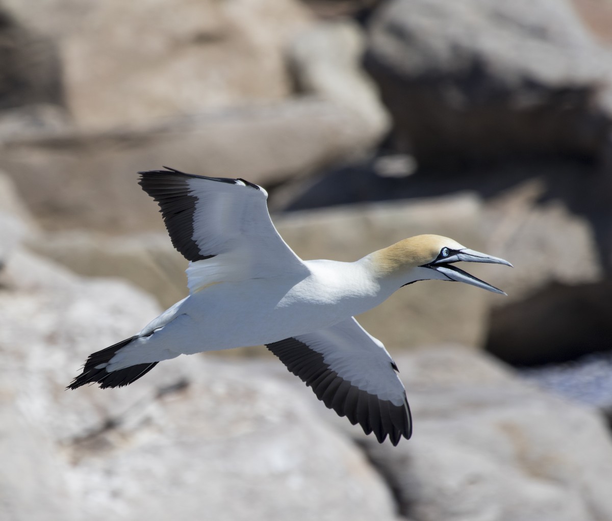 Cape Gannet - ML658559784