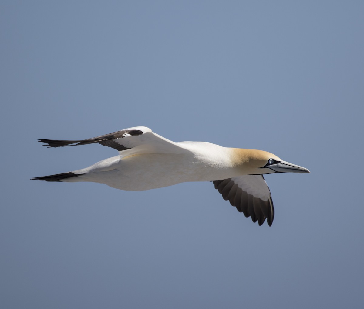 Cape Gannet - ML658559796