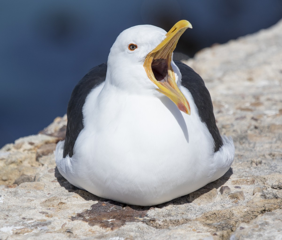 Kelp Gull - ML658559827