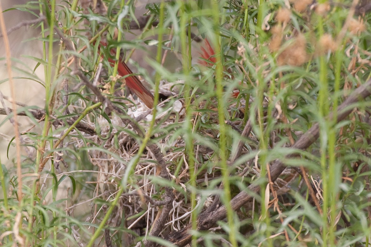rødkardinal (cardinalis gr.) - ML65856011