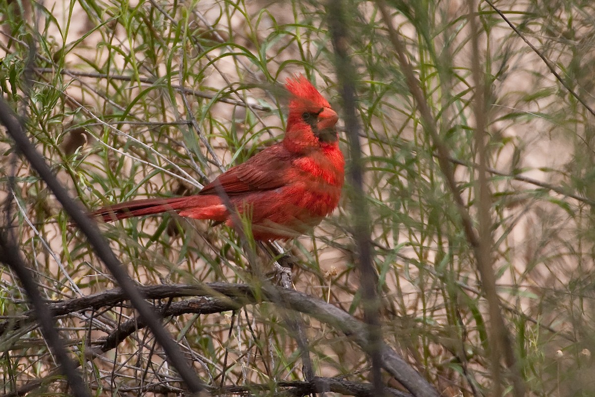 Northern Cardinal (Common) - ML65856021