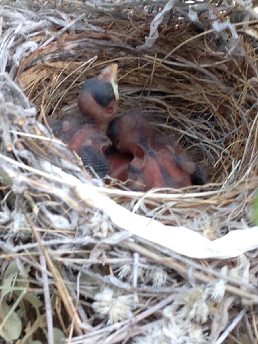 rødkardinal (cardinalis gr.) - ML65856031