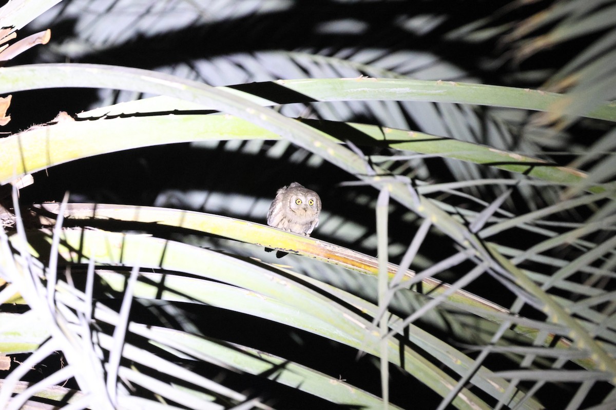 Pallid Scops-Owl - ML658560325
