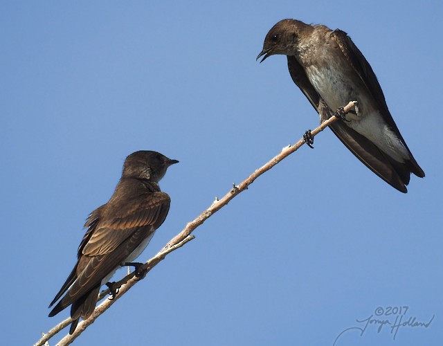 Northern Rough-winged Swallow - ML65856091