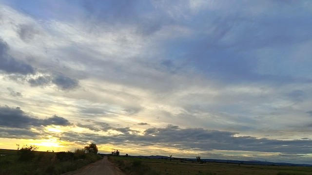 Баранець неотропічний - ML658561132