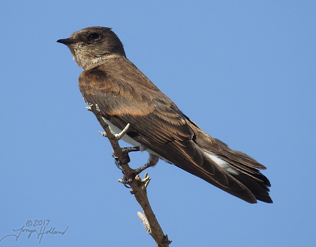 Northern Rough-winged Swallow - ML65856171