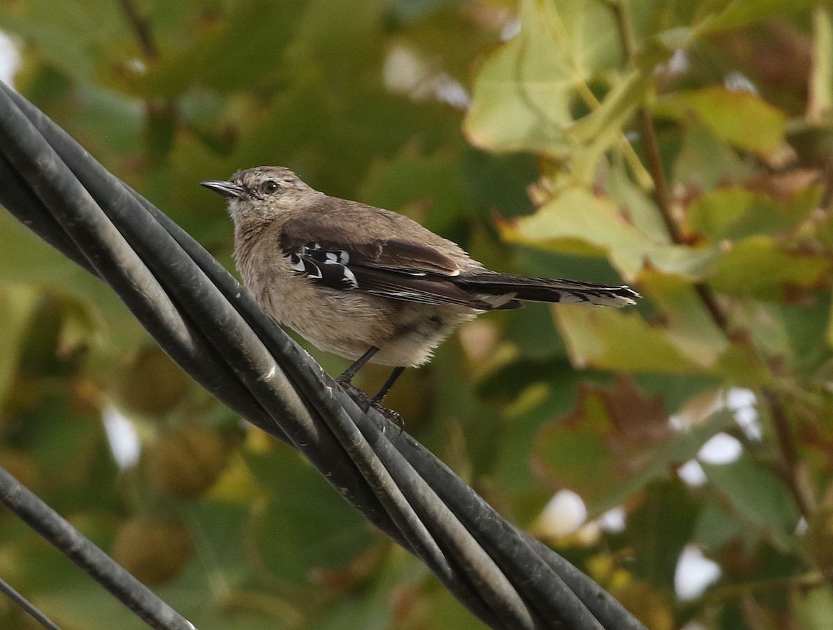 Patagonian Mockingbird - ML658564683