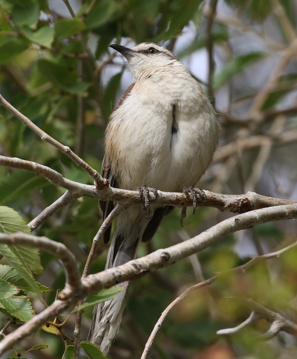 Chalk-browed Mockingbird - ML658564704