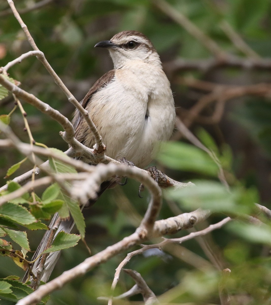 Chalk-browed Mockingbird - ML658564705