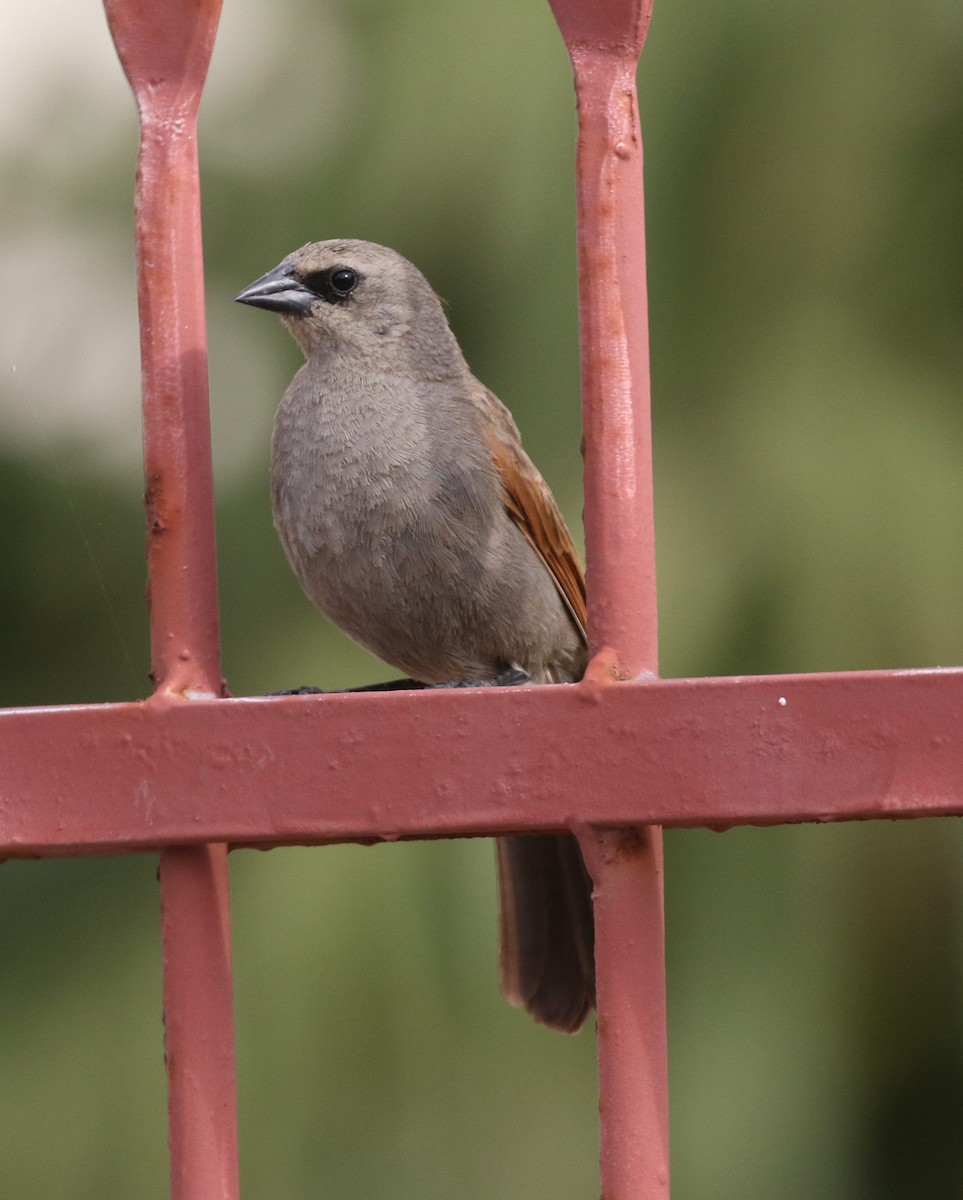 Grayish Baywing - ML658564719