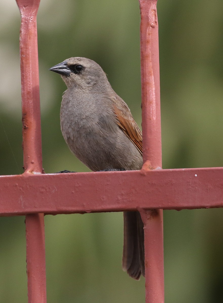 Grayish Baywing - ML658564720