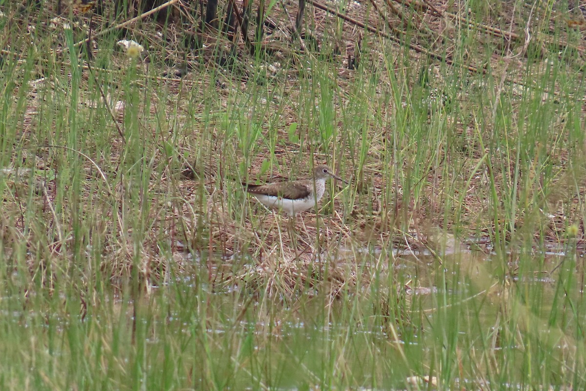 Solitary Sandpiper - ML658565300