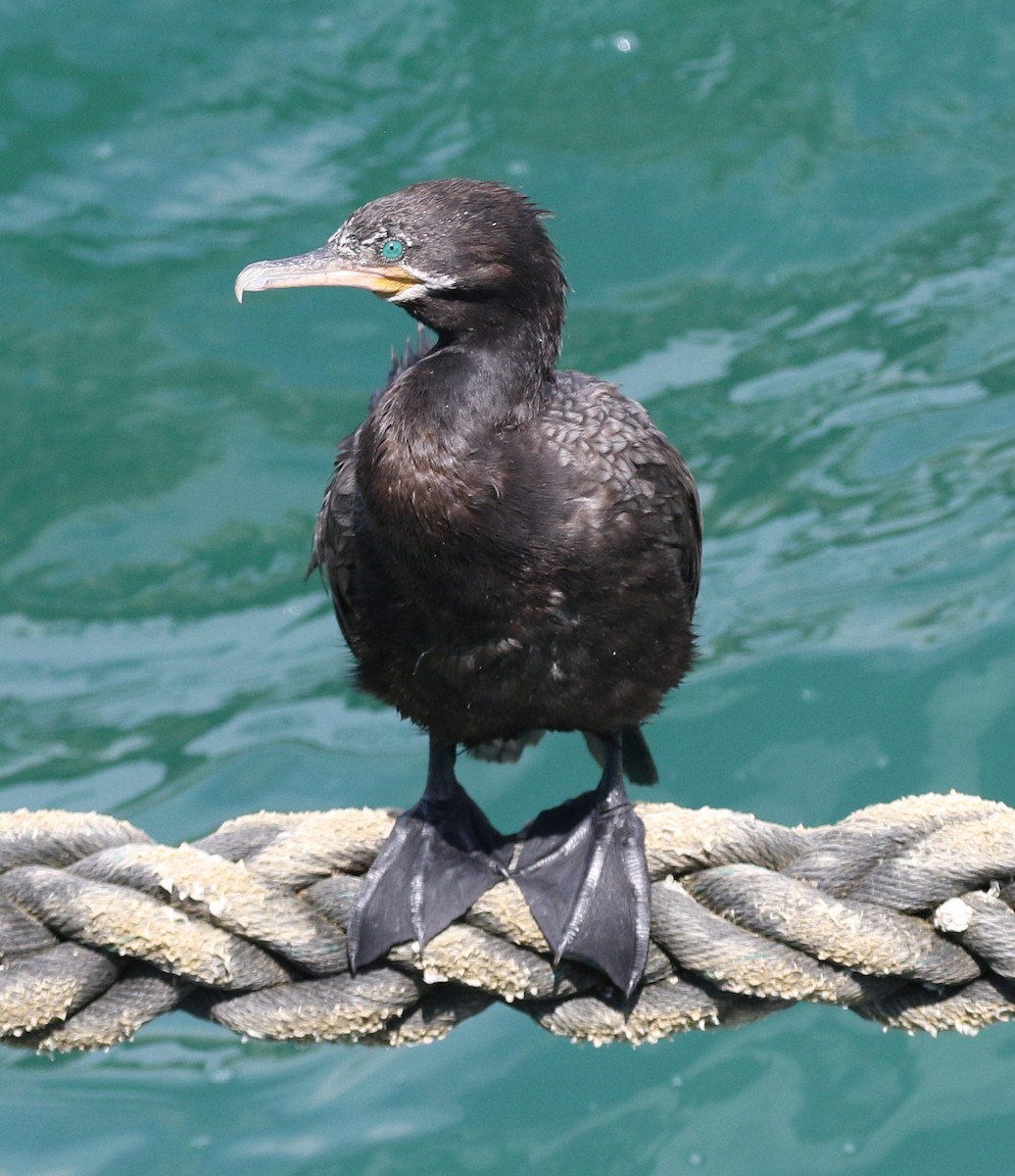 Neotropic Cormorant - ML658565702