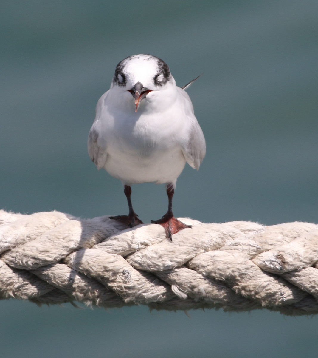 South American Tern - ML658565717