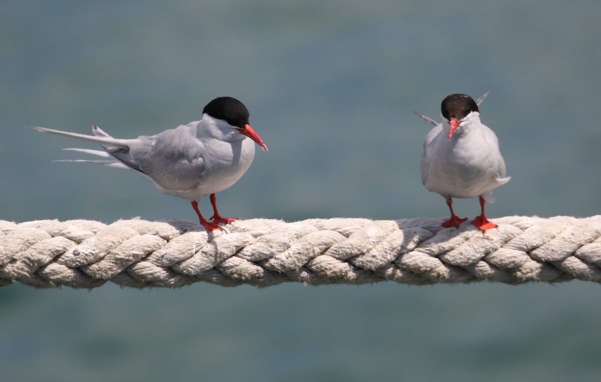 South American Tern - ML658565949