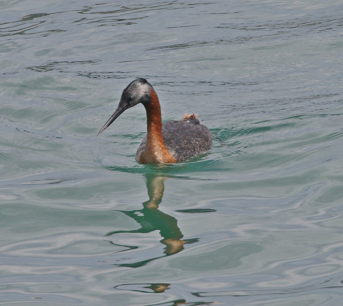 Great Grebe - ML658566028