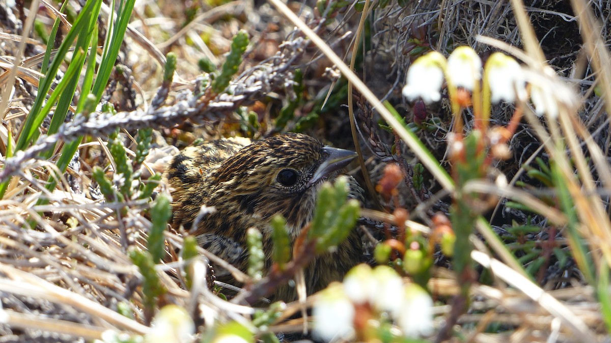 Lapland Longspur - ML65856661