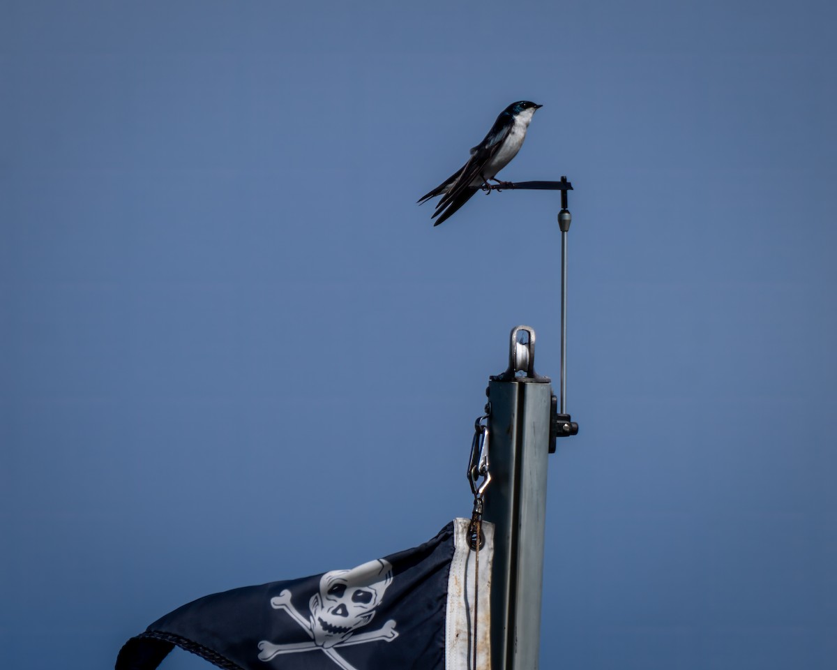 Tree Swallow - ML658566828