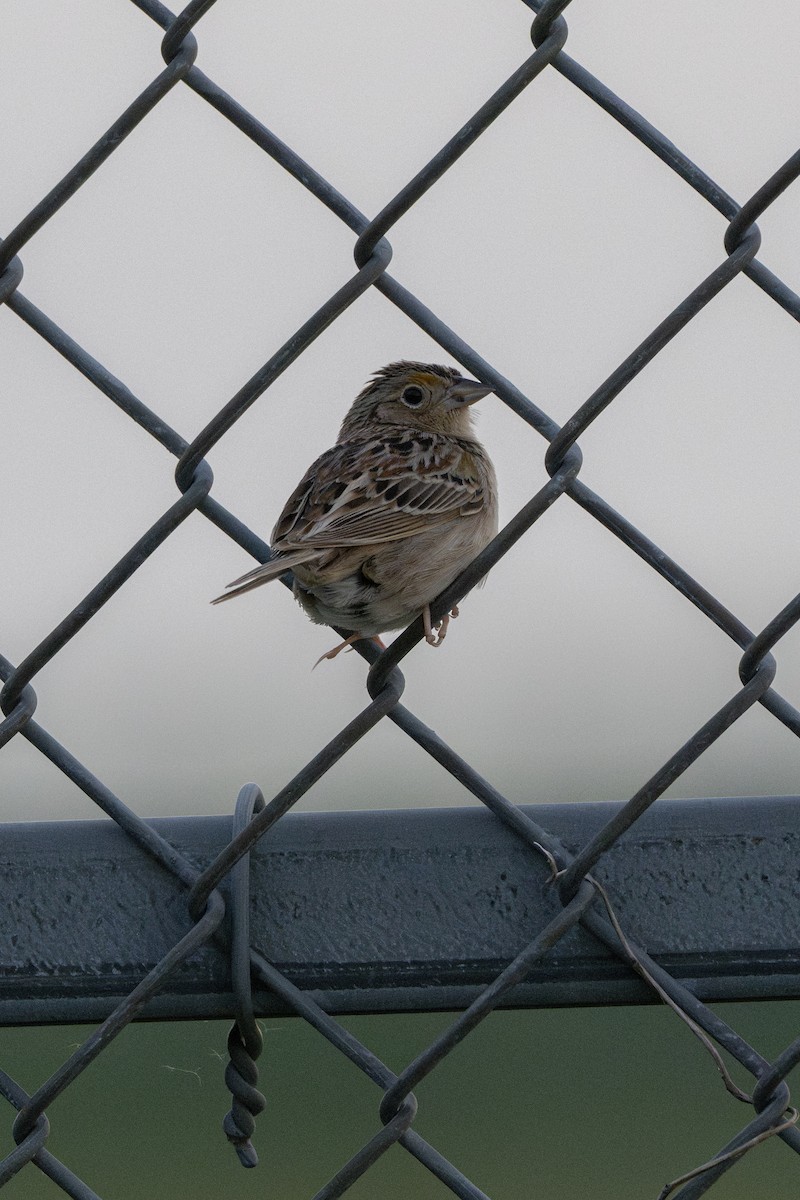Grasshopper Sparrow - ML658568044