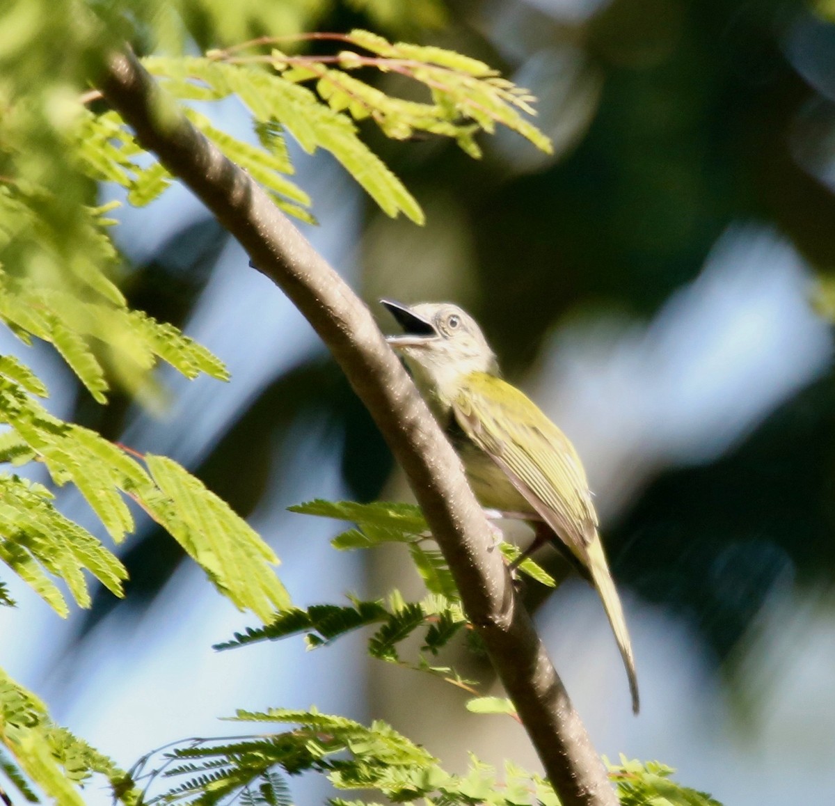 Yellow-olive Flatbill - Randy Bumbury