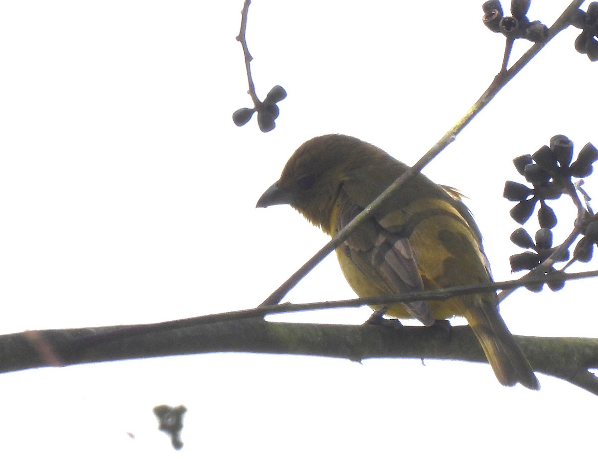 Hepatic Tanager - ML658568892