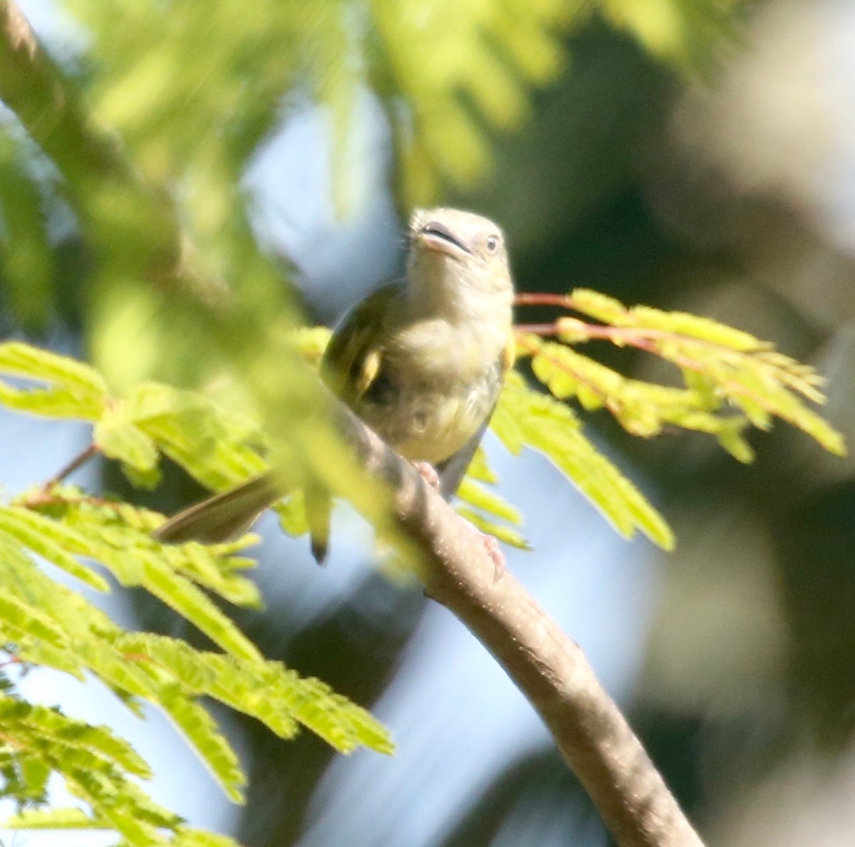 Yellow-olive Flatbill - ML65856911