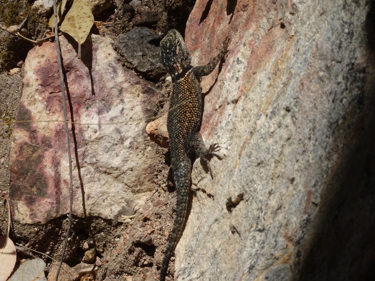 Yarrow's Spiny Lizard - ML658569563