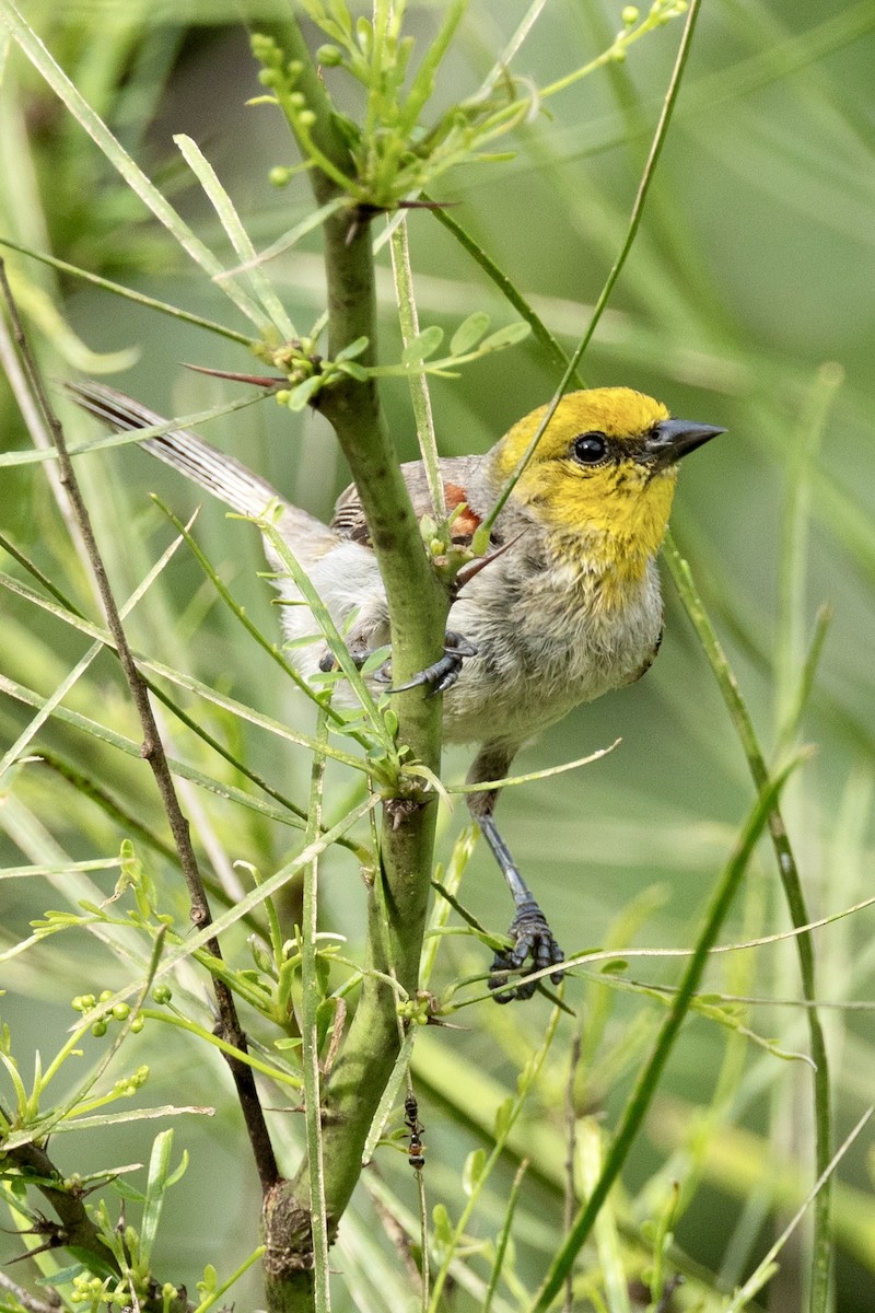 Verdin - ML658569691