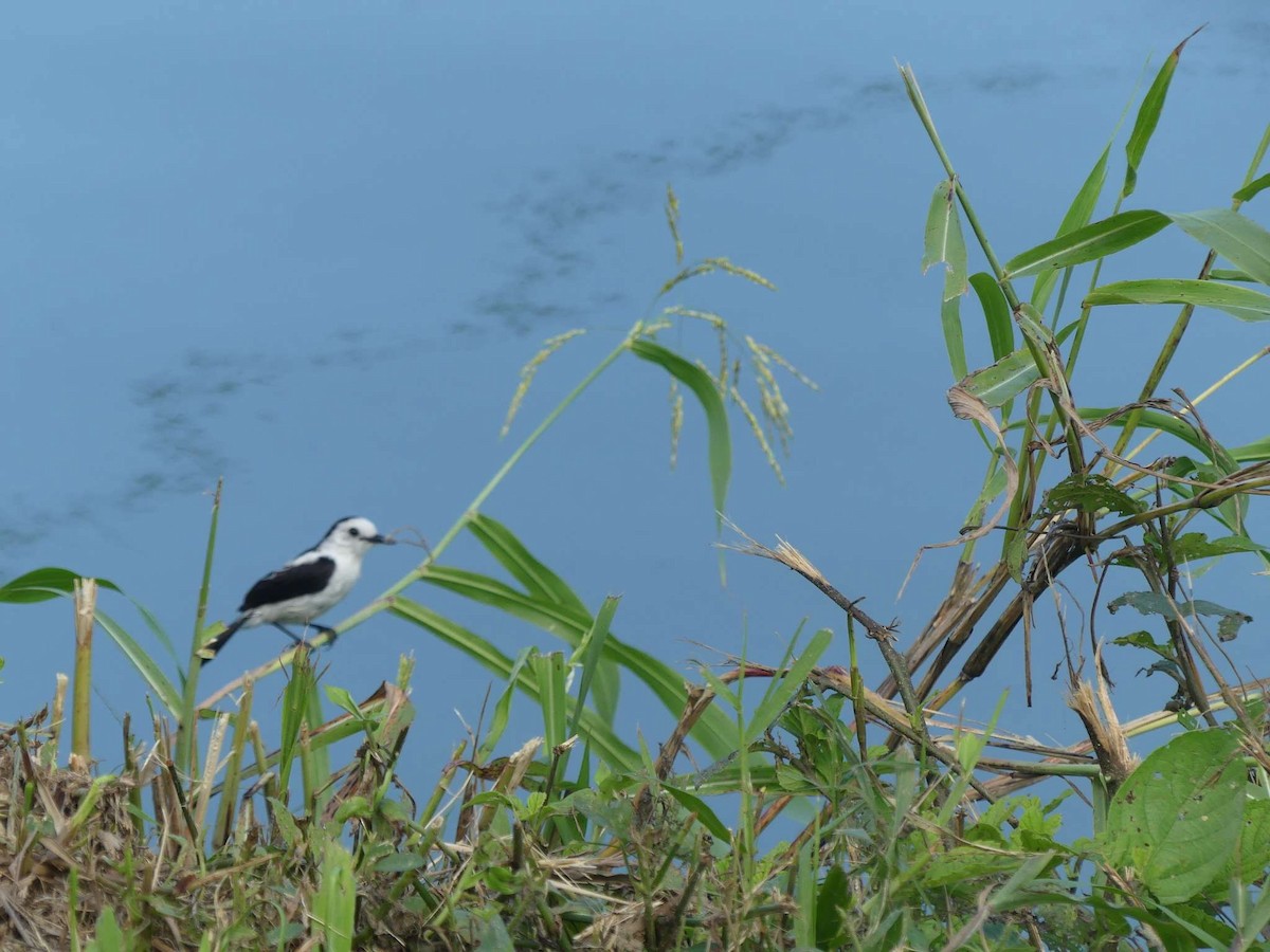 Pied Water-Tyrant - ML658569692