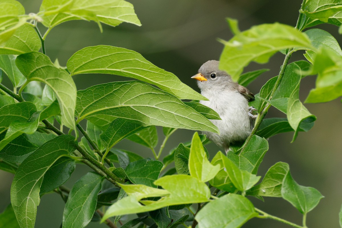 Verdin - ML658569879