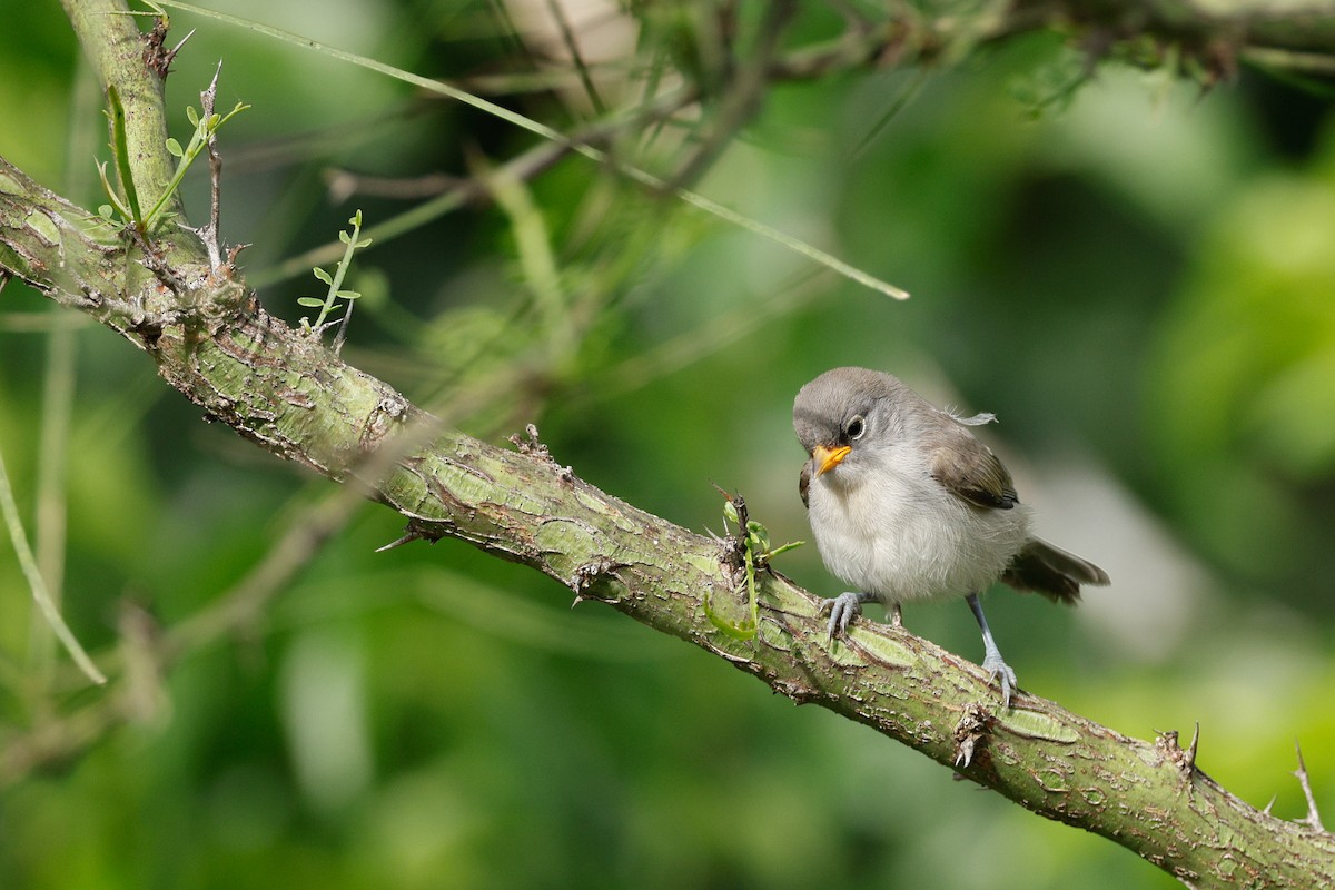 Verdin - ML658569880