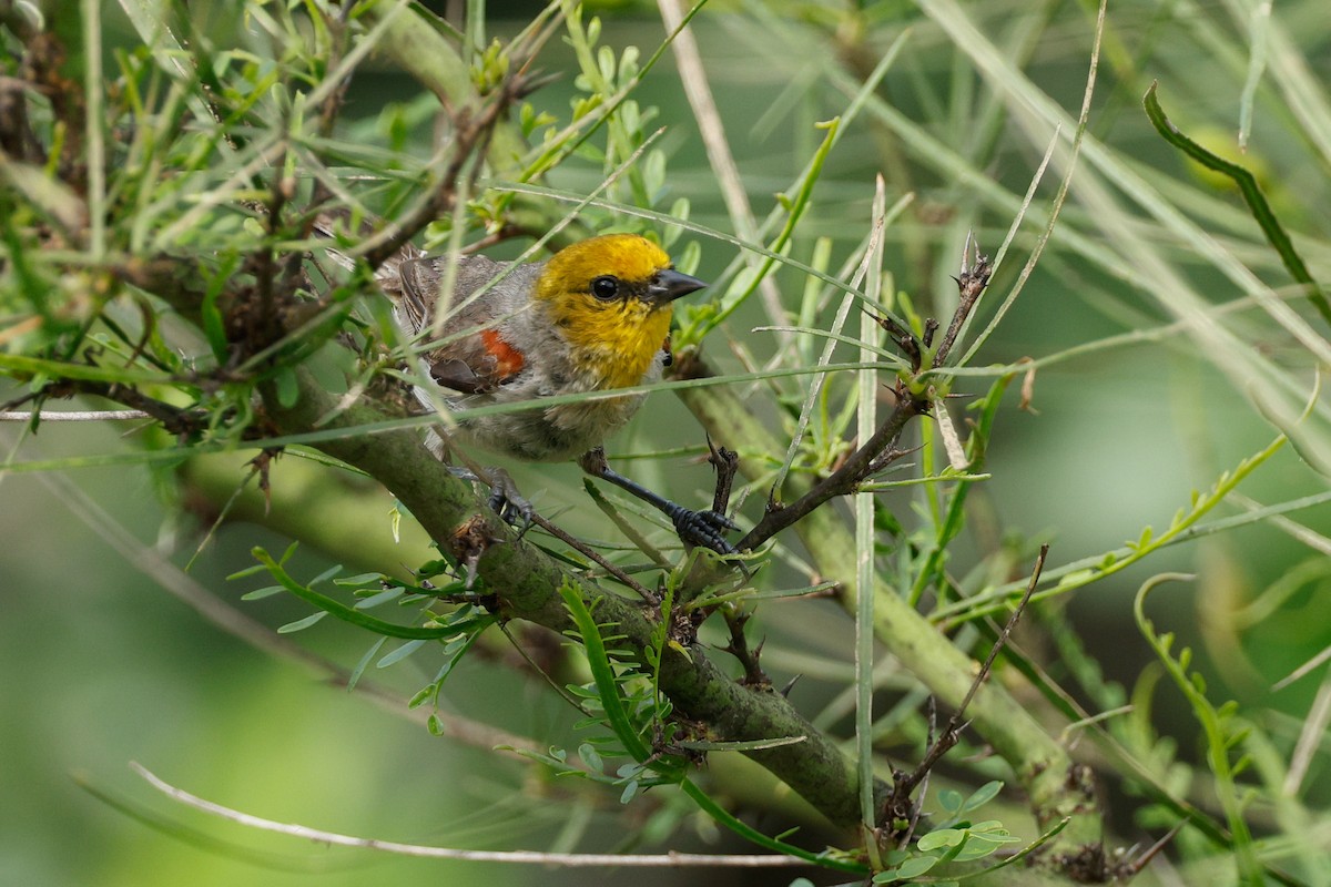 Verdin - ML658569986