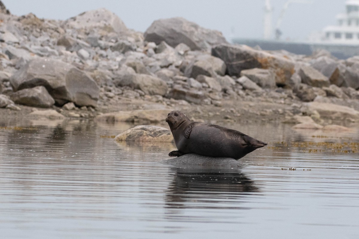 Atlantic Harbor Seal - ML658570287