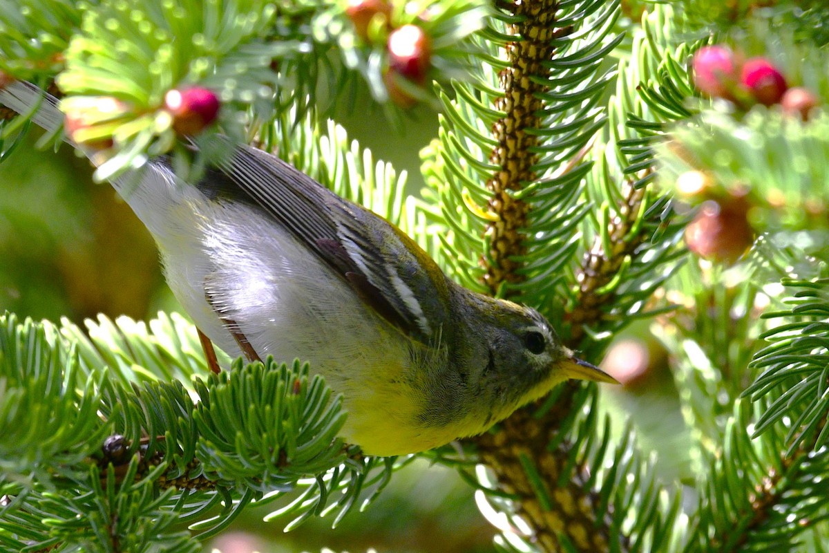 Meisenwaldsänger - ML658570688