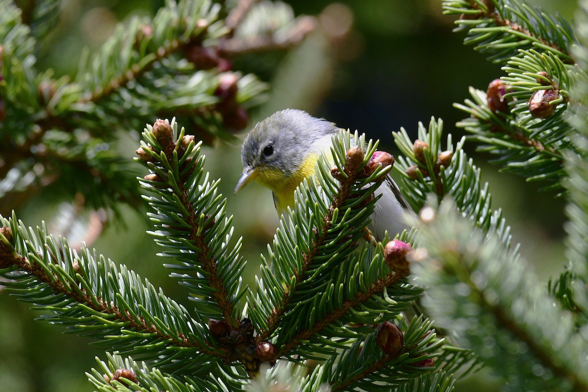 Meisenwaldsänger - ML658570691