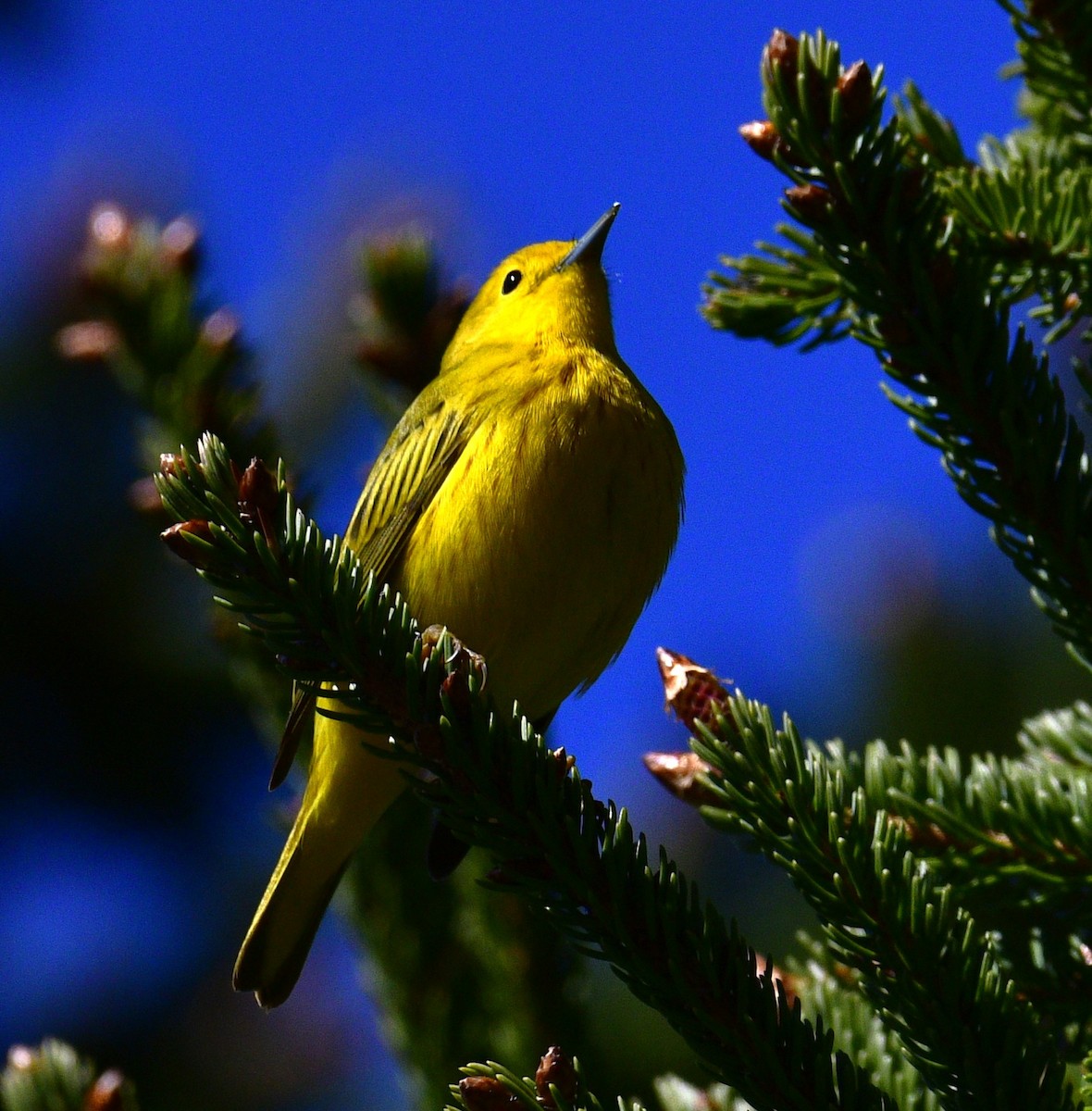 Goldwaldsänger - ML658570706