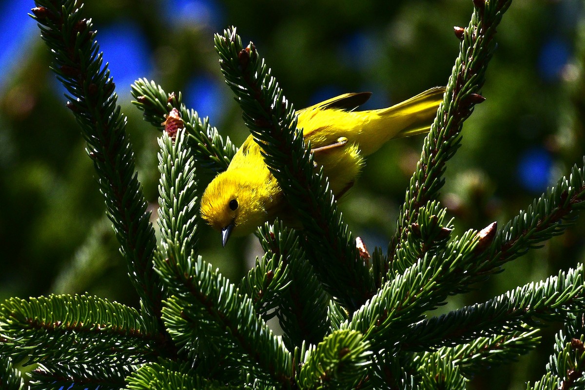 Goldwaldsänger - ML658570707