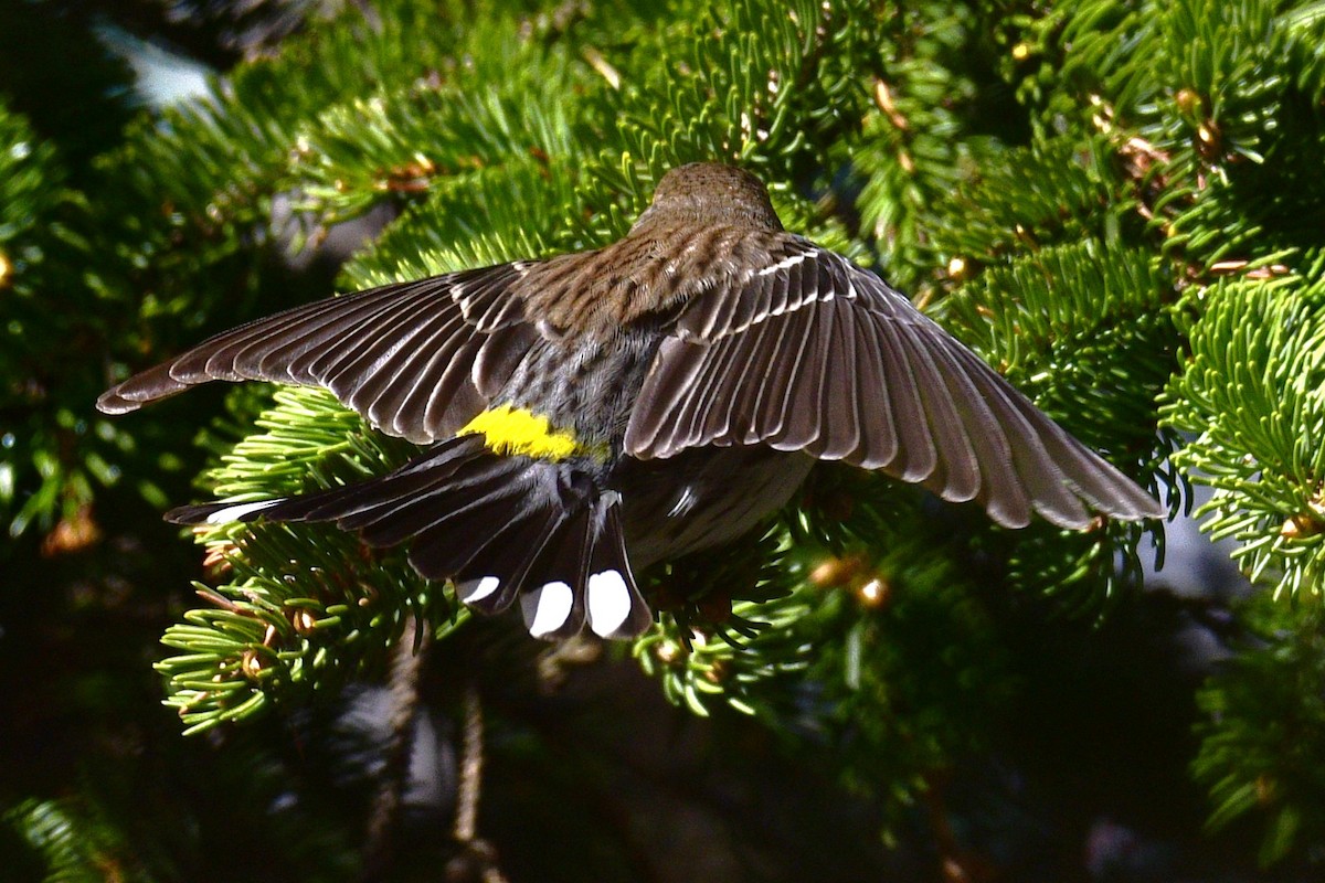 Kronenwaldsänger (coronata) - ML658570728