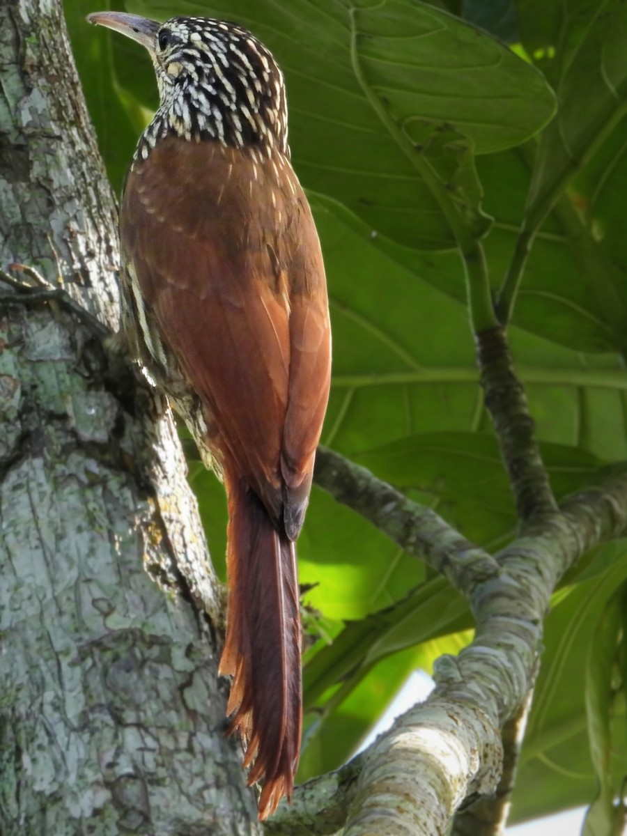 Streak-headed Woodcreeper - ML658570819
