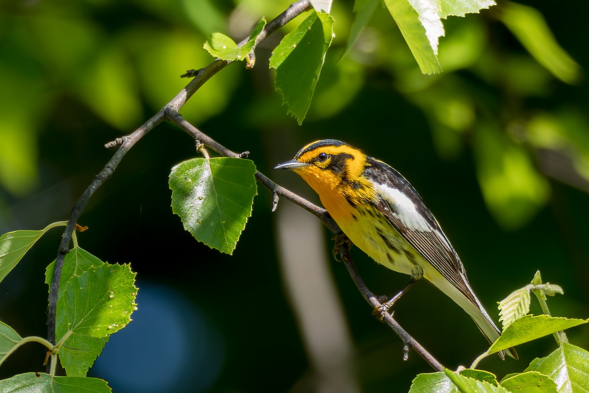 Blackburnian Warbler - ML658570826