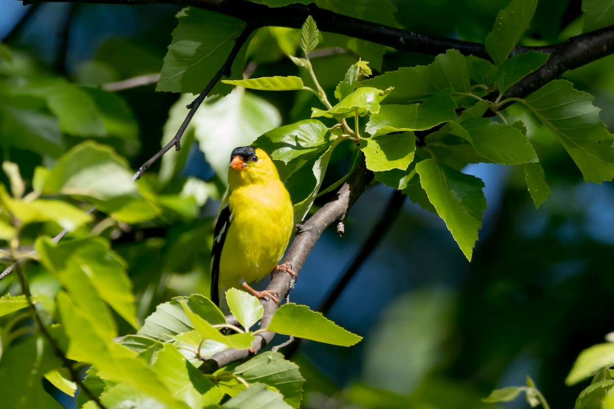 American Goldfinch - ML658570848