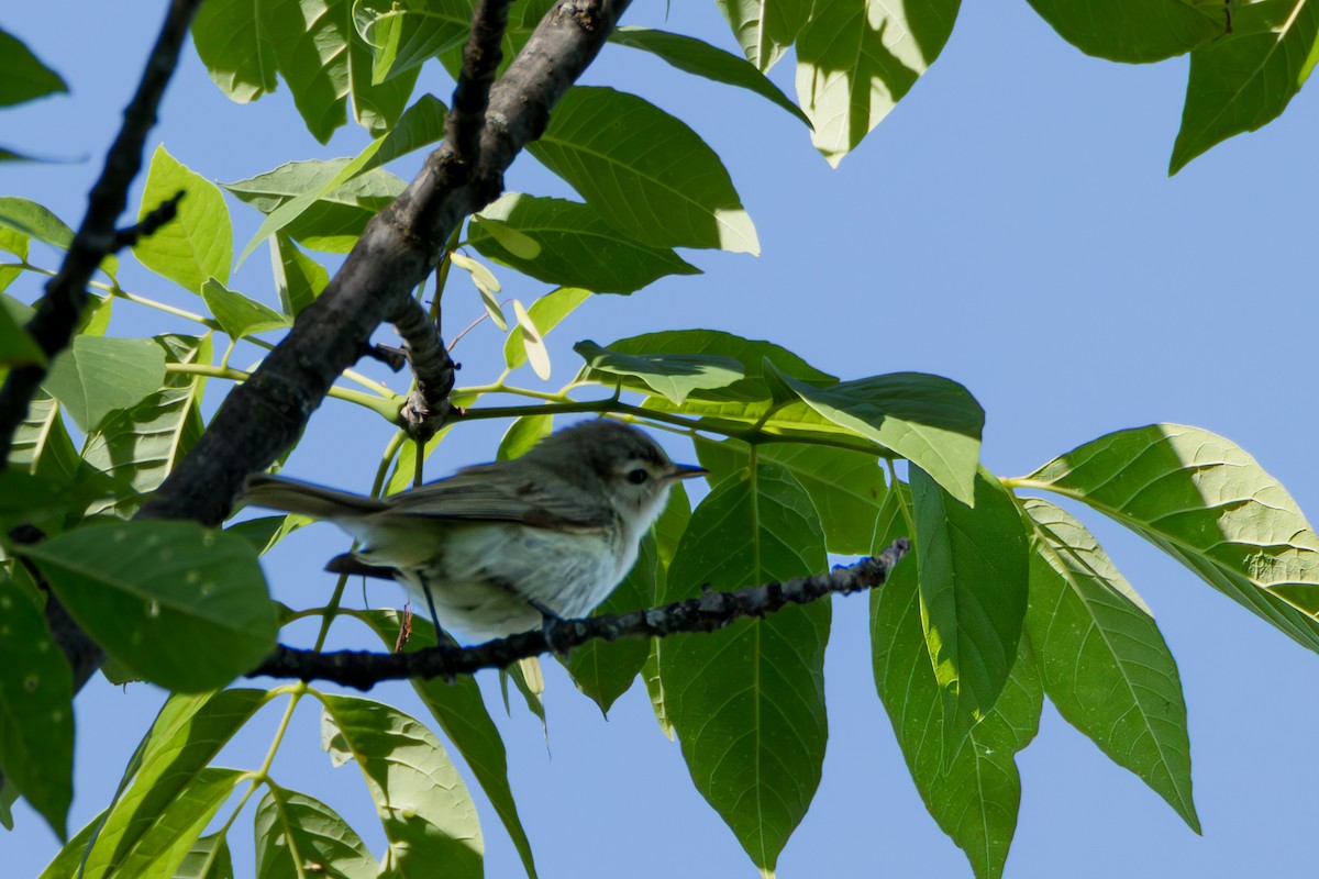 Eastern Warbling Vireo - ML658570861