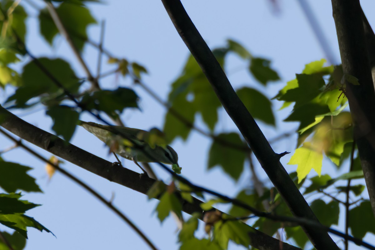 Red-eyed Vireo - ML658570865