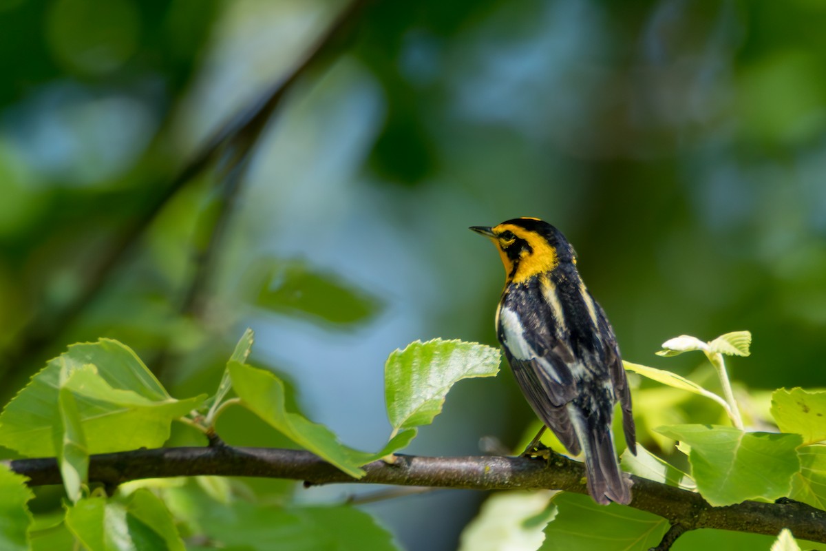 Blackburnian Warbler - ML658570878