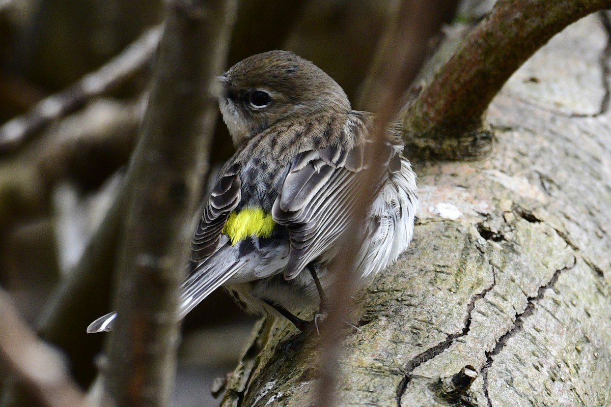 Kronenwaldsänger (coronata) - ML658570917
